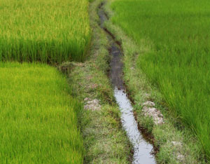 There's Arsenic in Your Rice and Here's How It Got There